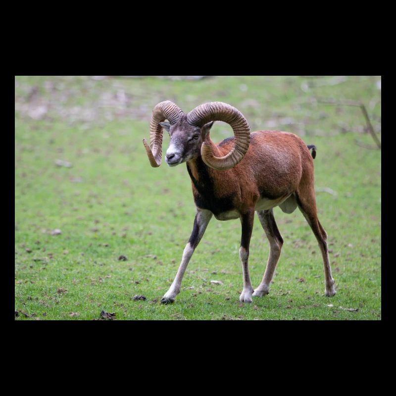 European mouflon Europäischer Mufflon