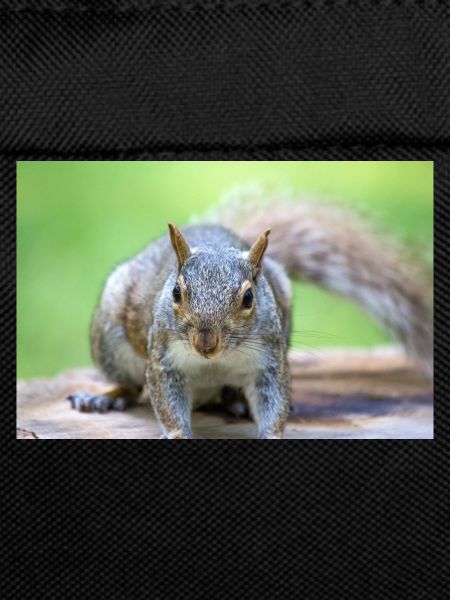 Grey squirrel Grauhörnchen Sciurus carolinensis