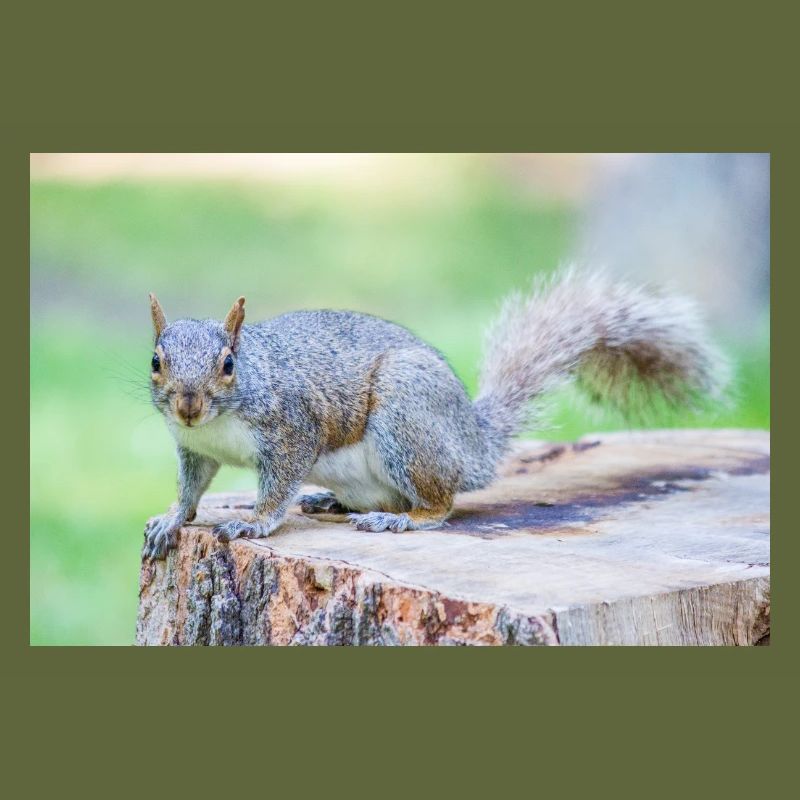 Écureuil gris Grauhörnchen Sciurus carolinensis