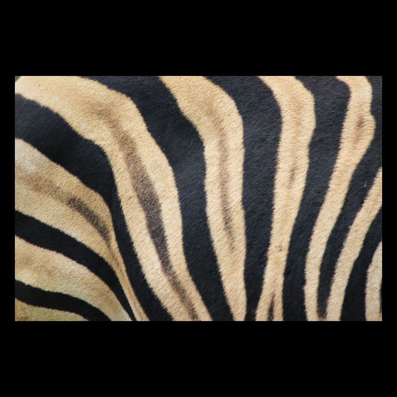 Zebra (auf Deutsch Zebra oder Zebras) Hippotigris