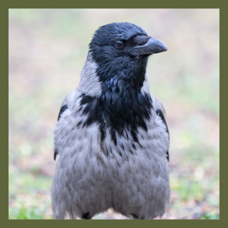 Corneille de Carrion (Aaskrähe, Corvus corone)