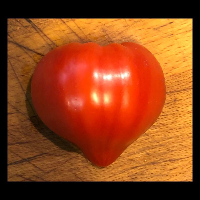tomate