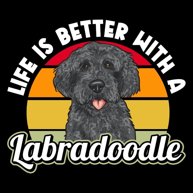 Labradoodle Hund