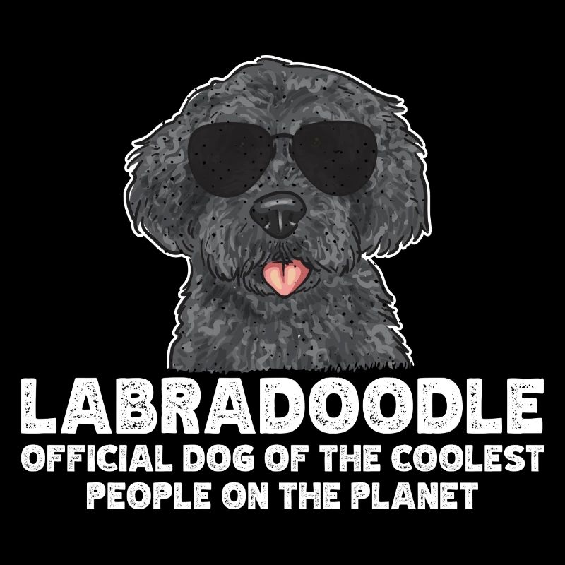 Labradoodle Hund