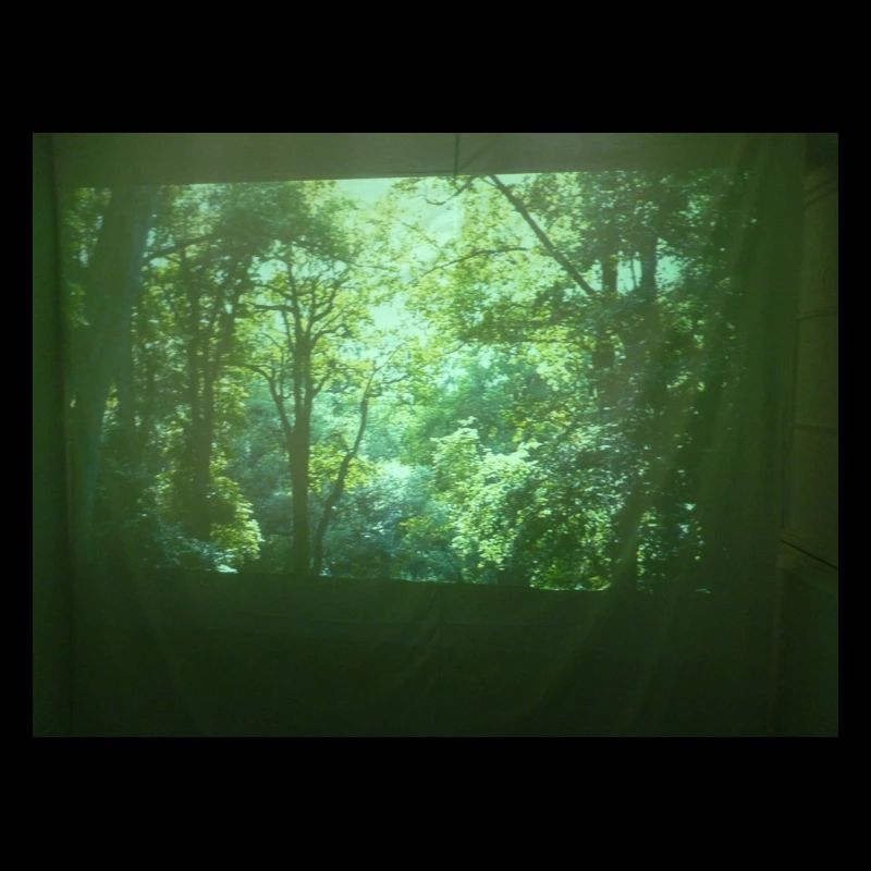 Forêt