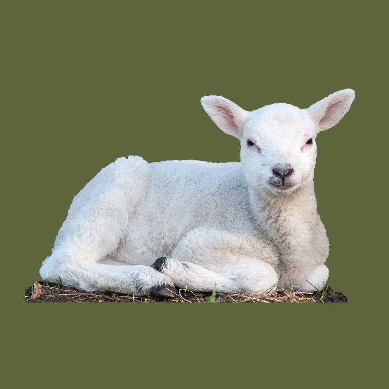 Lamb Easter Sheep Spring Animal
