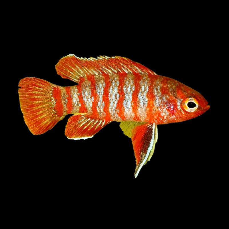 Dario Dario, Badis Bengalski