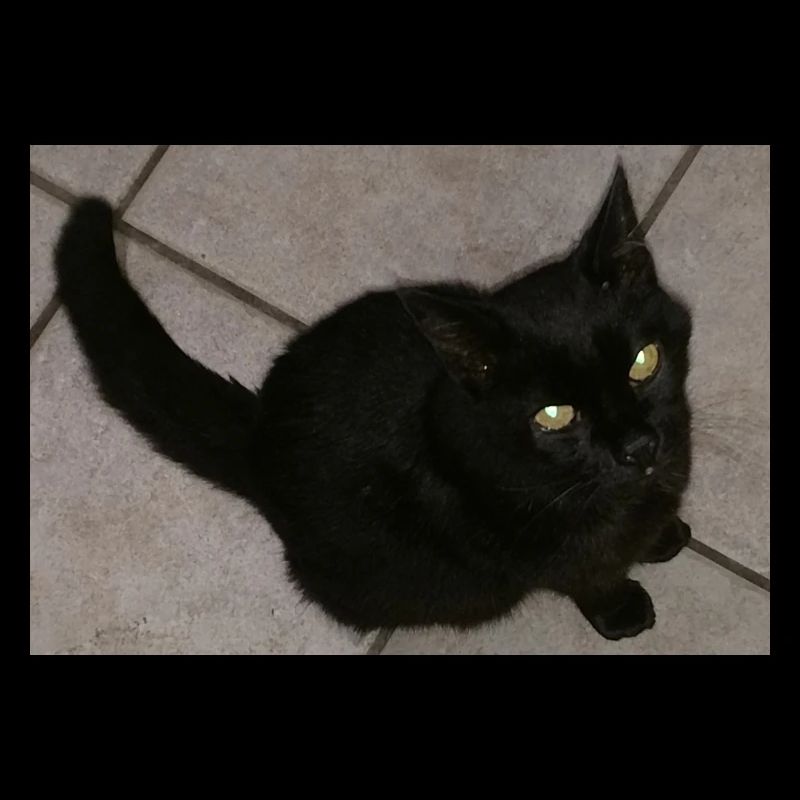 Black cat