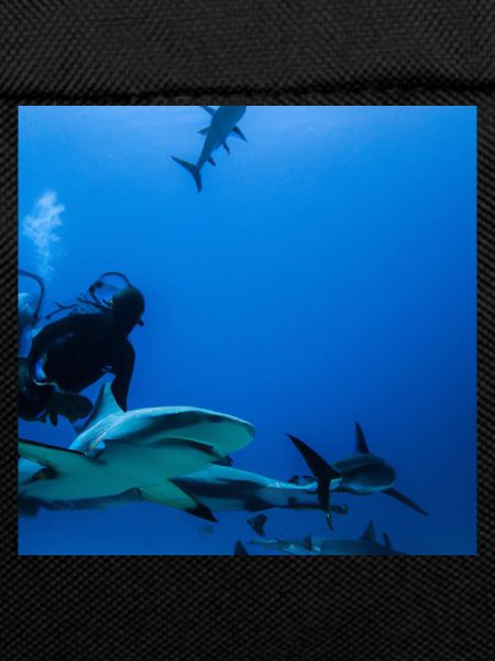 Divers with sharks