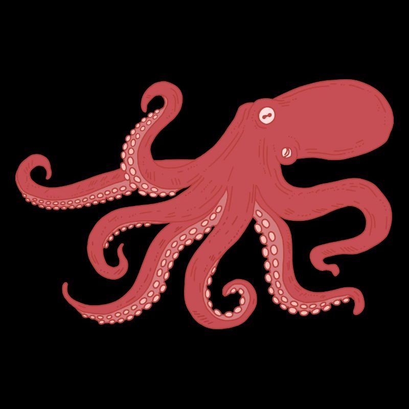 Octopus - squid