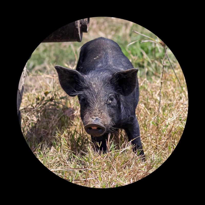 My little pig