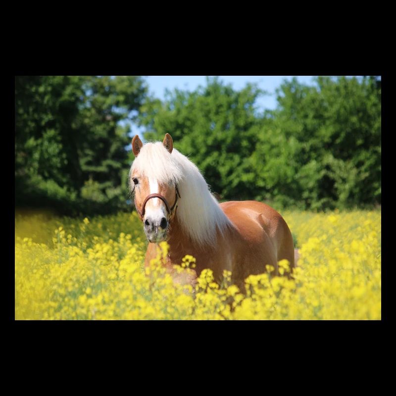 Haflinger in rapeseed