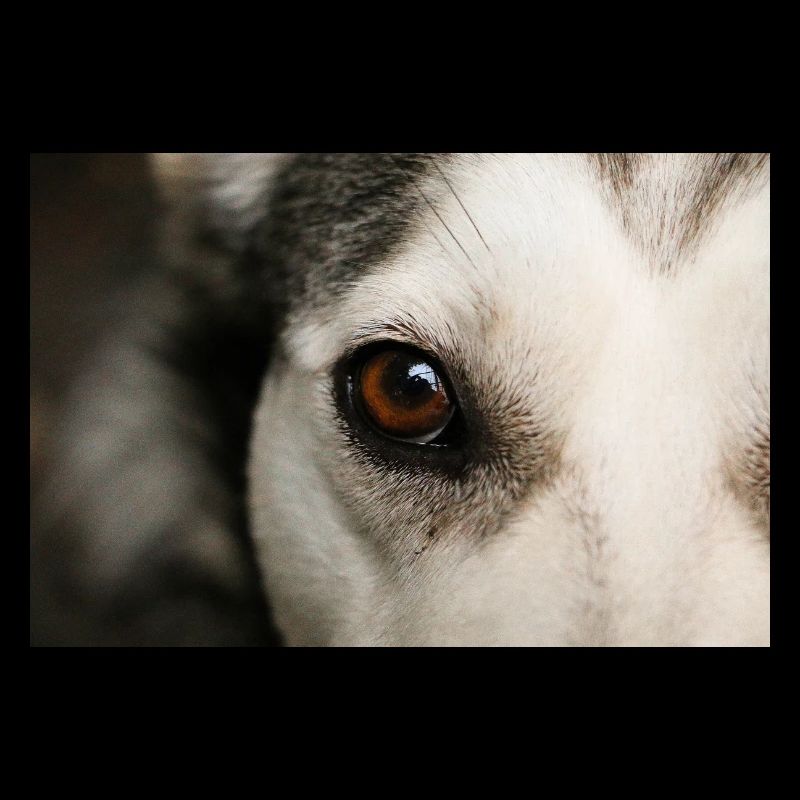 Husky Eye