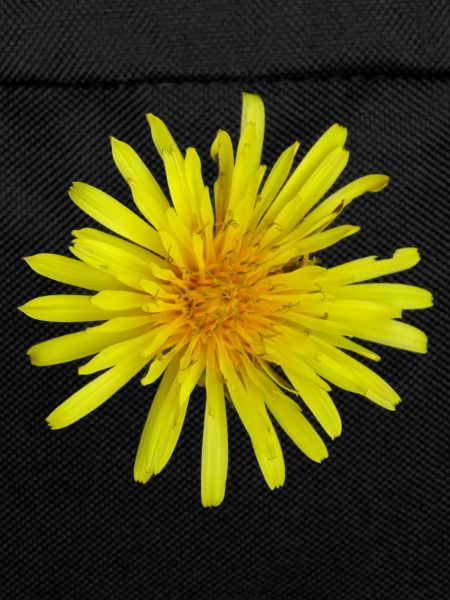 Meadow Pippau Dandelion