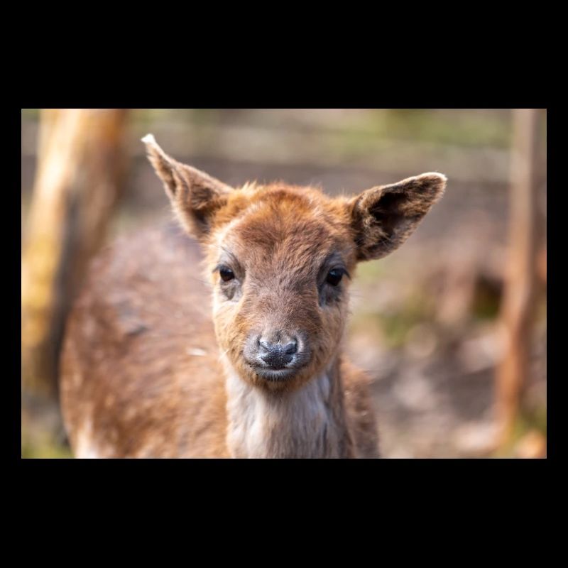 Fallow Deer (in german Damwild or Damhirsch) Dama