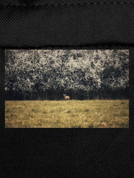 Young deer