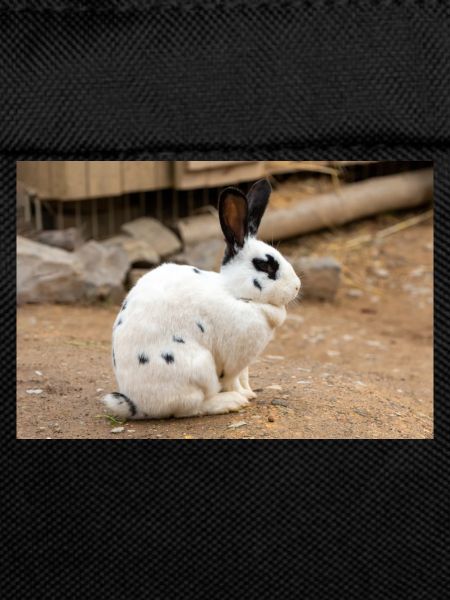 Rabbit (in german Kaninchen)