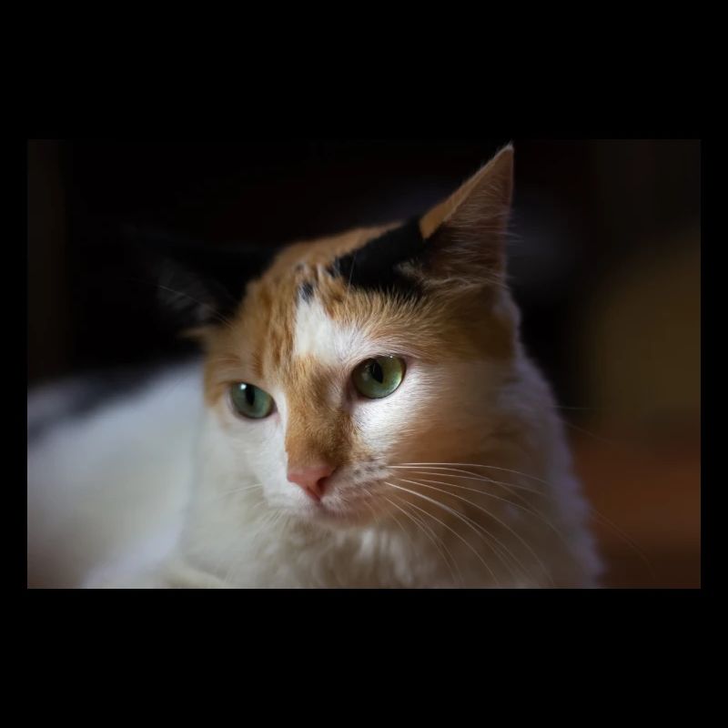 The cat