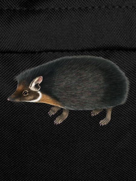 hedgehog