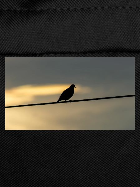 pigeon