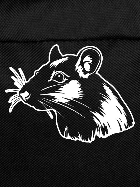 Rat, Mouse, Rodent, Rats