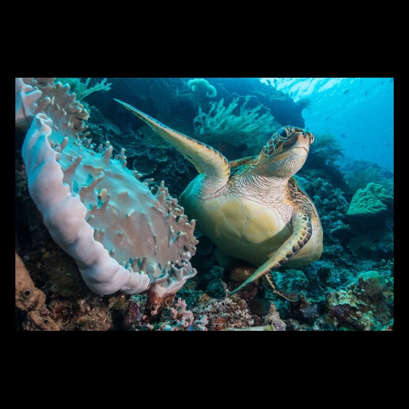 Turtle