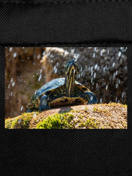 Gelbbauch-Slider Trachemys scripta scripta