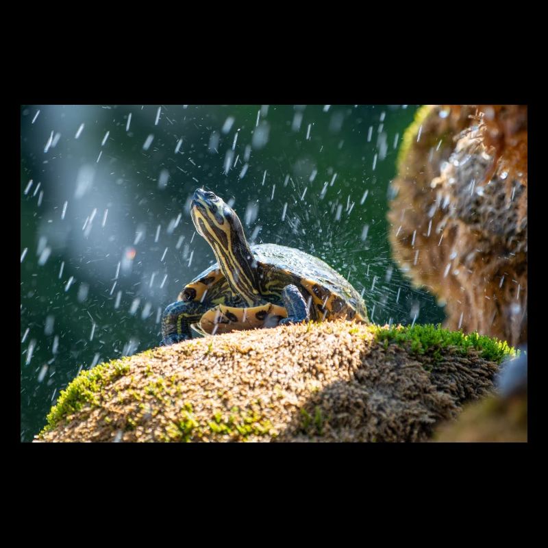 Trachemys scripta scripta scripta