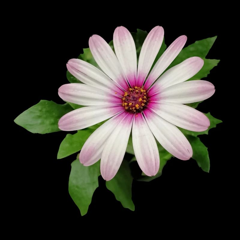 FLEUR DE PANIER DE CAPE VIOLETTE ET BLANCHE