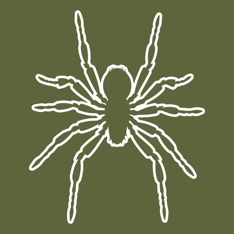 Spider spiders animals