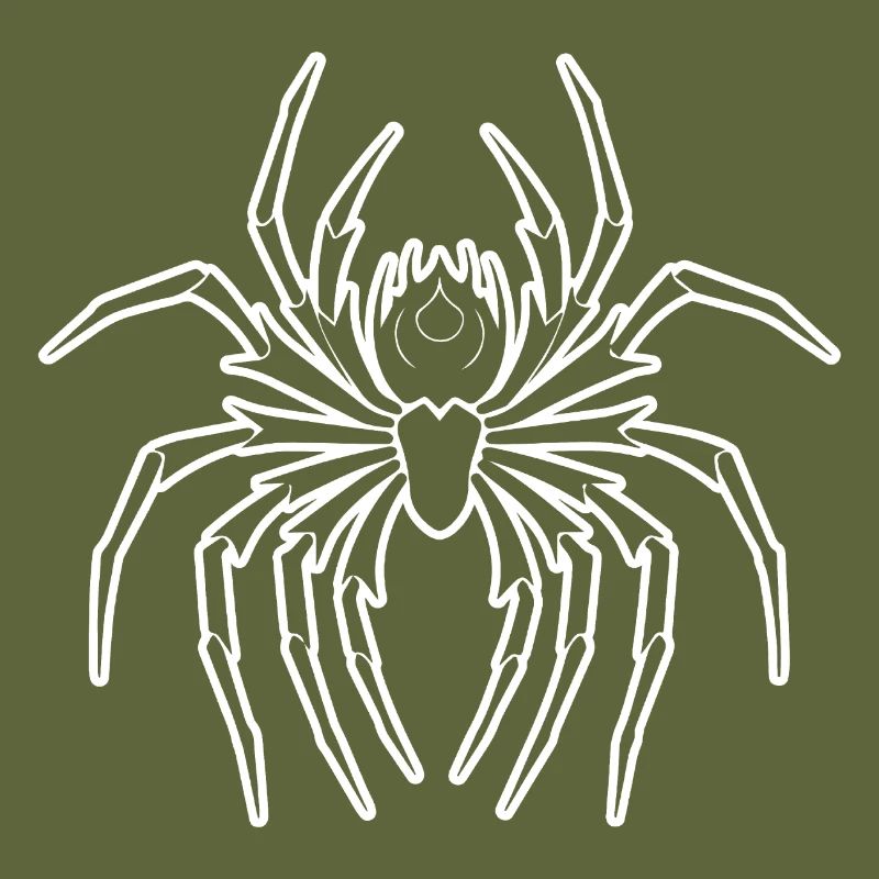 Spider spiders animals