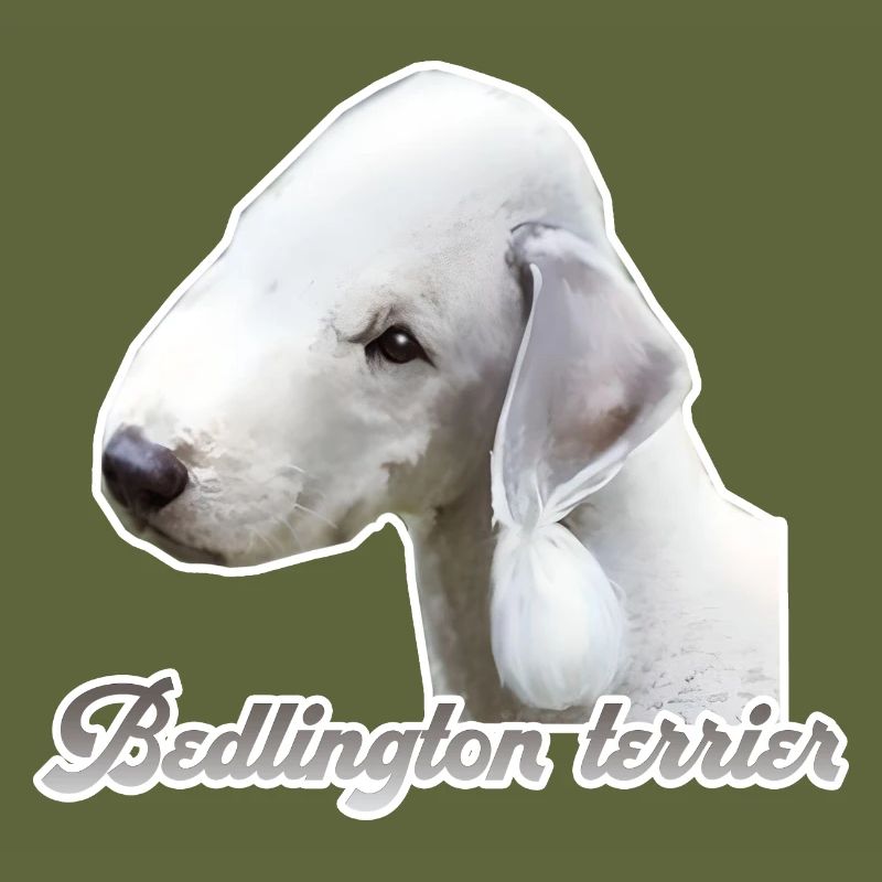 Bedlington terrier