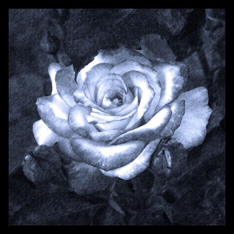 Rose im Mondschein