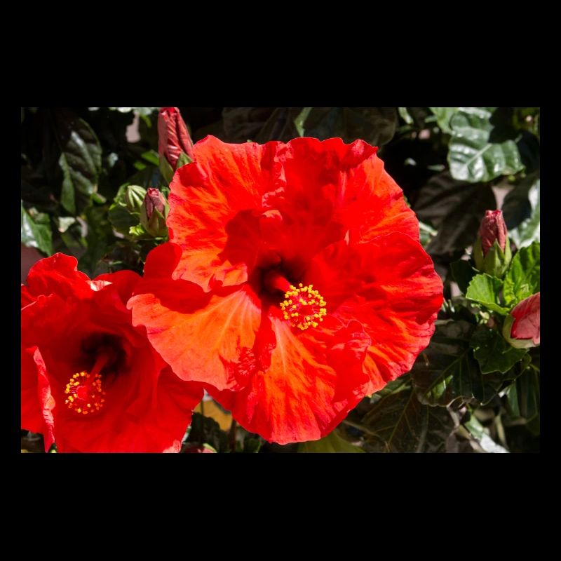 Hibiscus rosa-sinensis also Chinese hibiscus