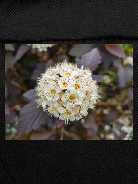 Physocarpus capitatus Blasenspiere