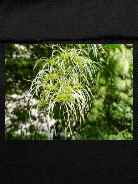 Traveller's Joy Clematis vitalba