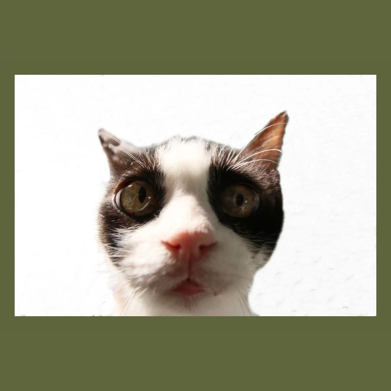 Katze