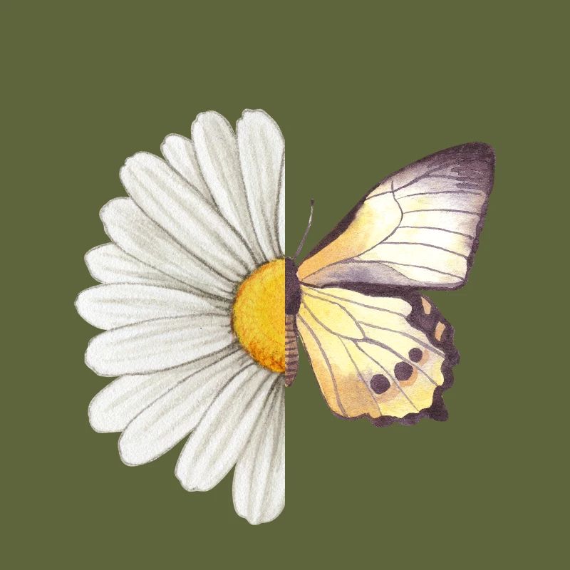 Daisy butterfly