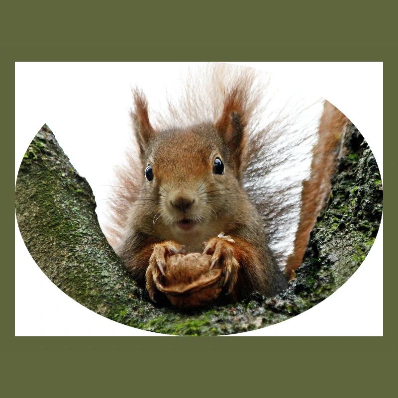 Eichhörnchen, Isibat