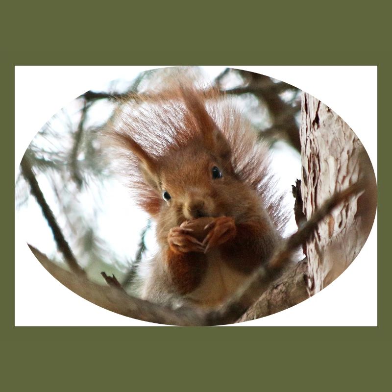 Eichhörnchen, Isibat