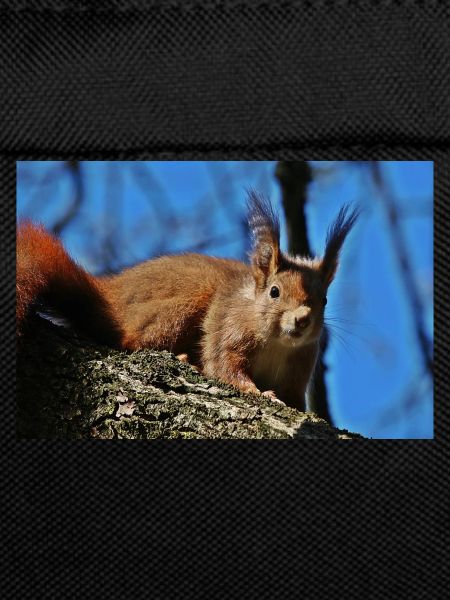 Eichhörnchen