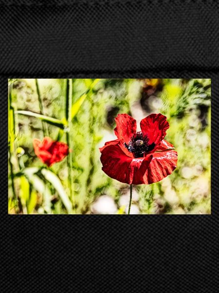 Coquelicots