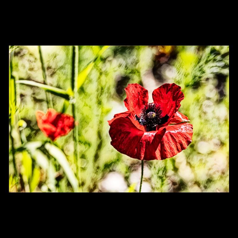 Mohnblumen