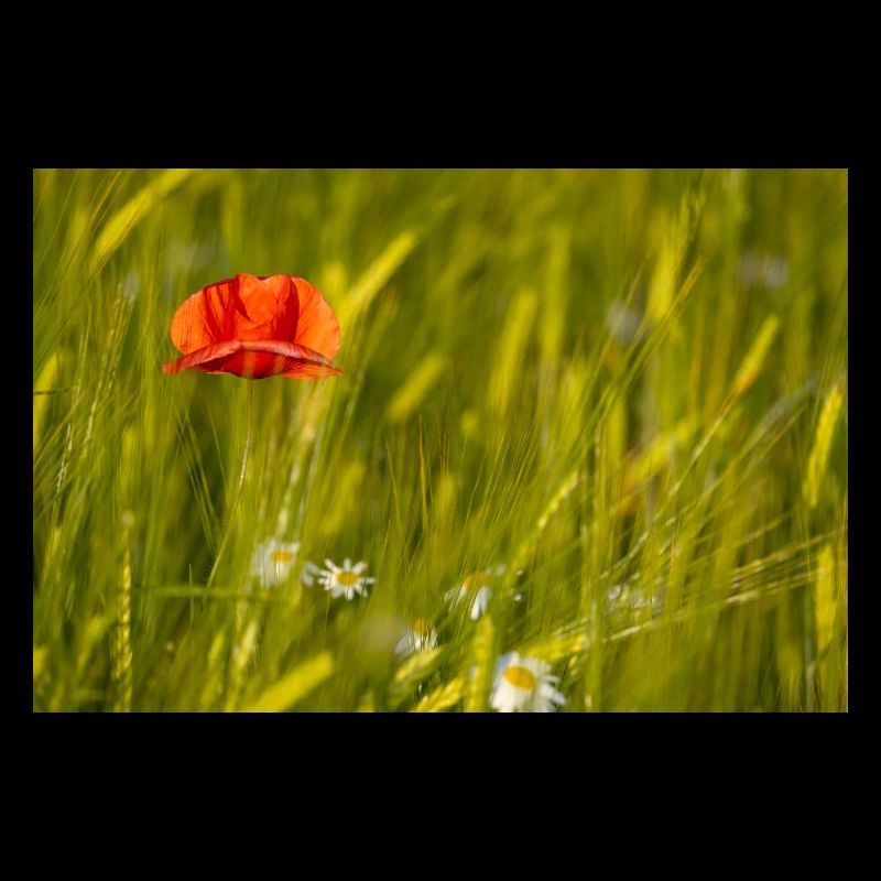 Coquelicot dans un champ de maïs