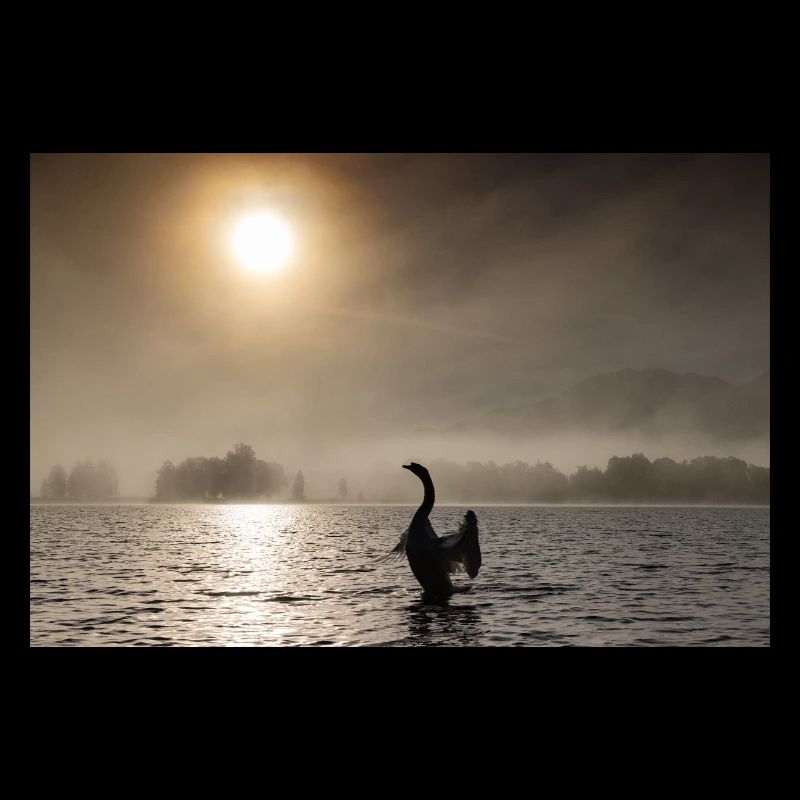Swan backlit