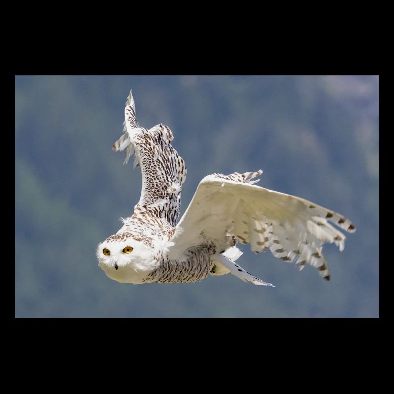 Snowy owl
