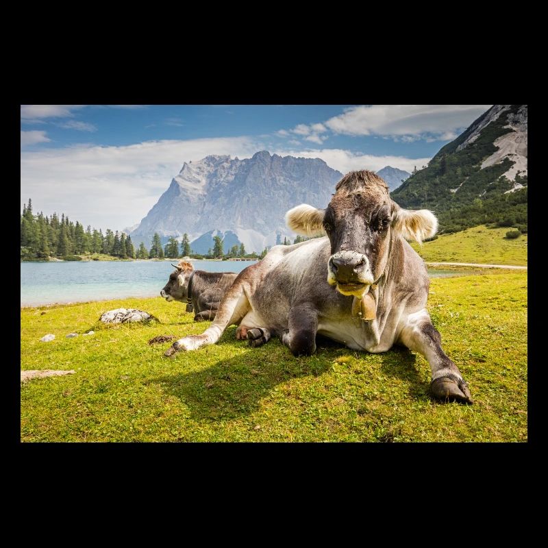 Cows at Lake Sebensee