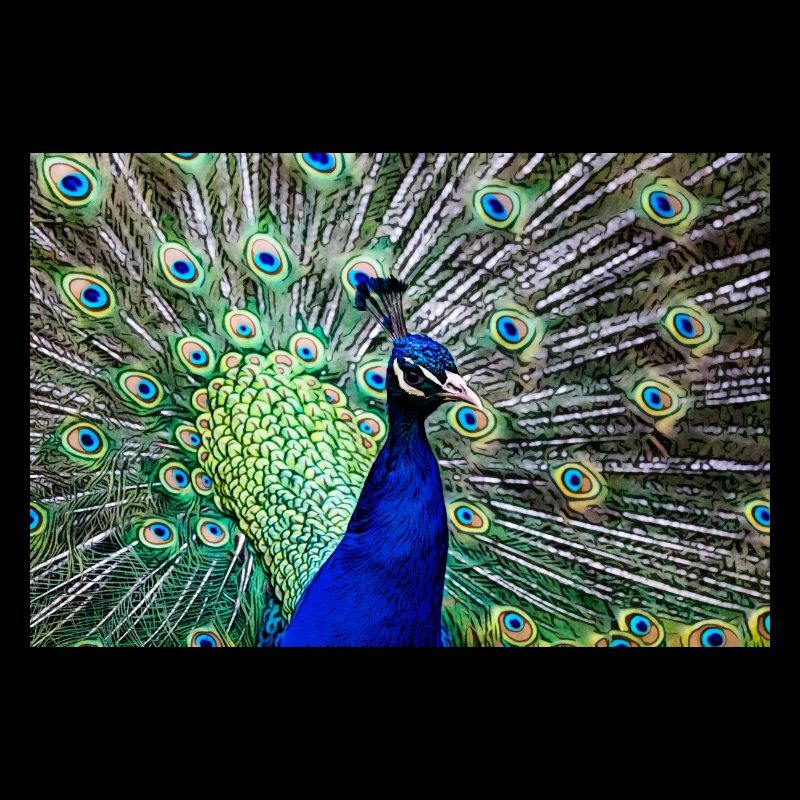 Peacock