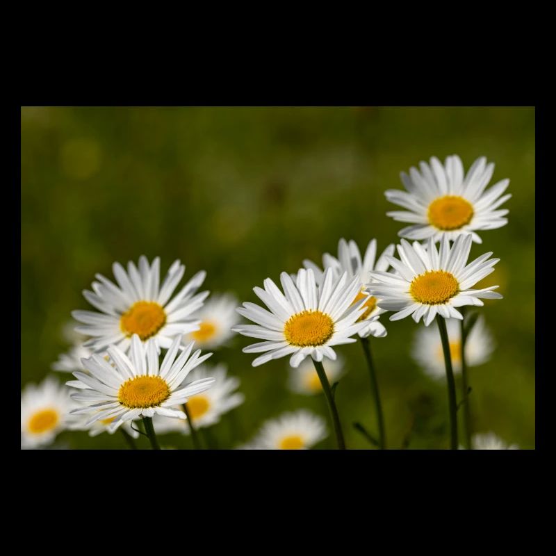 Daisies
