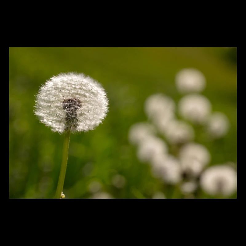Dandelion
